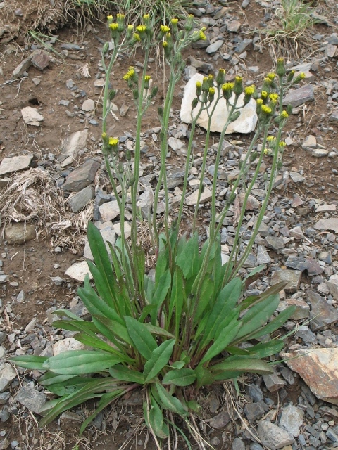 Hieracium gracilis